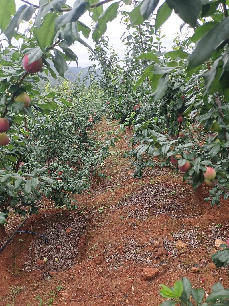 桃红李果头大耐运输有需要的市场联系我一次合作终身朋友