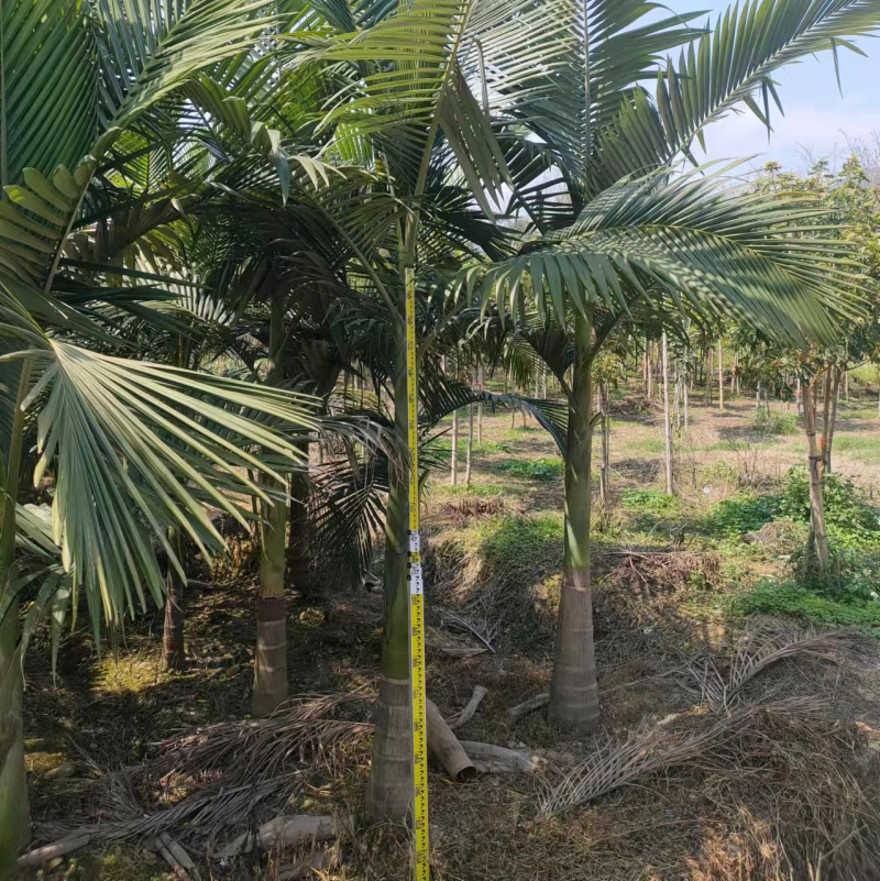 假槟郎棕榈树漳州假槟郎种植基地苗农一手货源低价批发