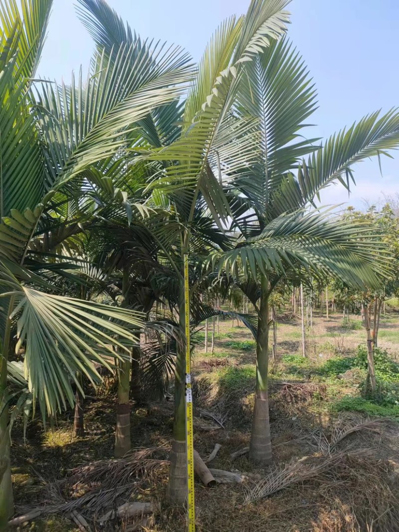 假槟郎棕榈树漳州假槟郎种植基地苗农一手货源低价批发