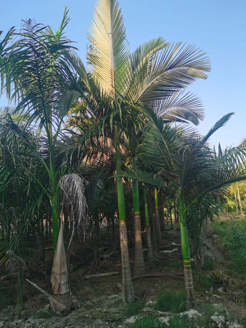 假槟郎棕榈树漳州假槟郎种植基地苗农一手货源低价批发