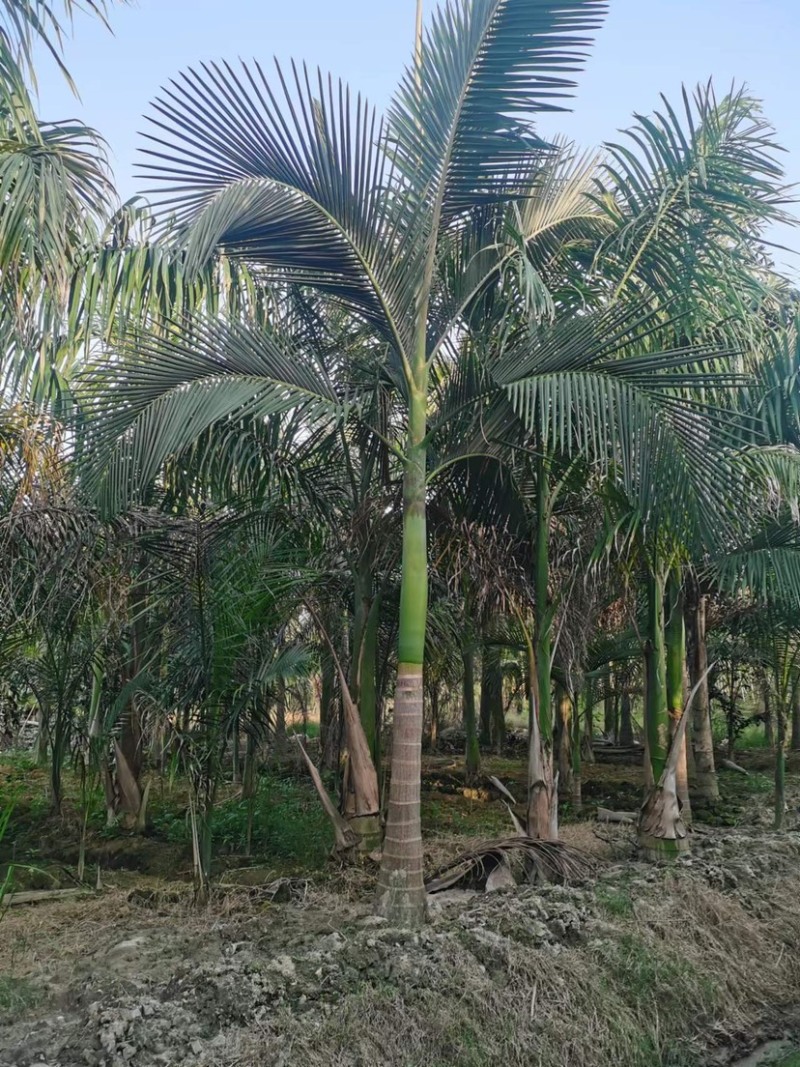 假槟郎棕榈树漳州假槟郎种植基地苗农一手货源低价批发