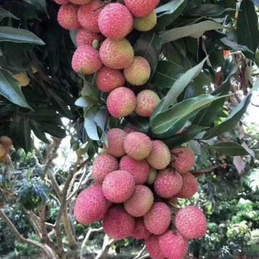 荔枝