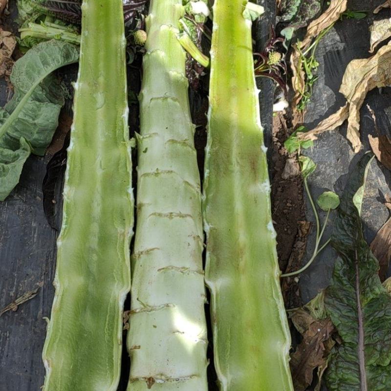香格里拉莴笋杆子大量出货