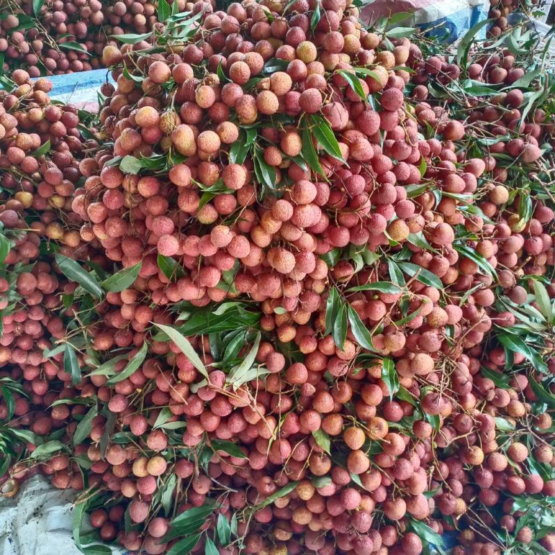 荔枝