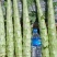 香格里拉莴笋杆子大量出货