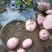 红皮黄心土豆（合作88）