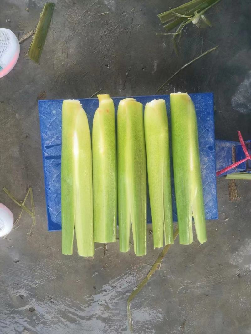 茭白量大货源充足产地供货可以产地看货满意再买需要联系