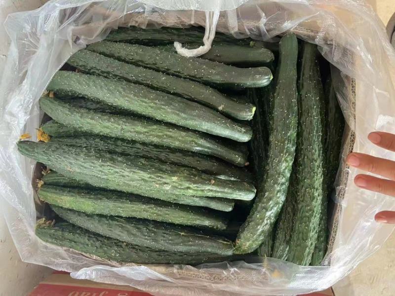 精品黄瓜，密刺黄瓜。一手货源产地直销。视频看货品质保证