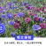 矢车菊种子花卉种子混色打造花海工程绿化野花组合