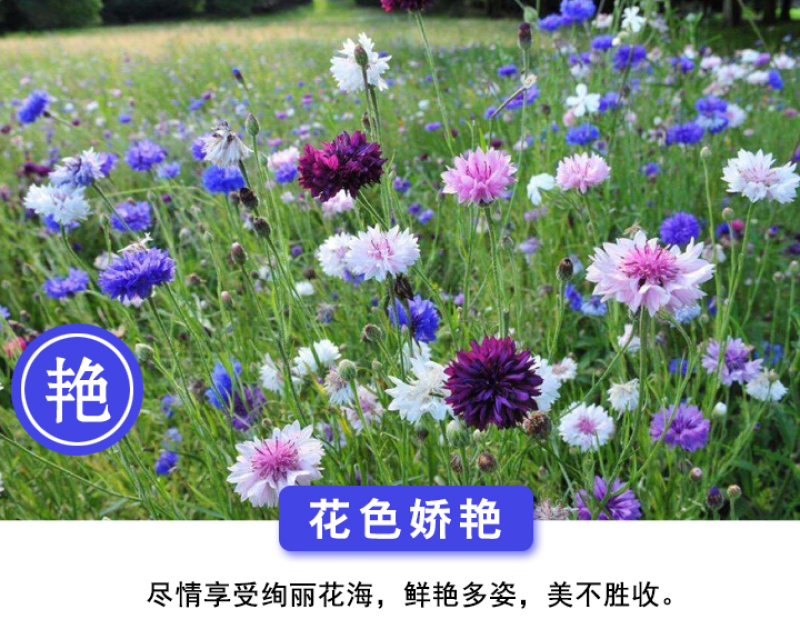 矢车菊种子花卉种子混色打造花海工程绿化野花组合