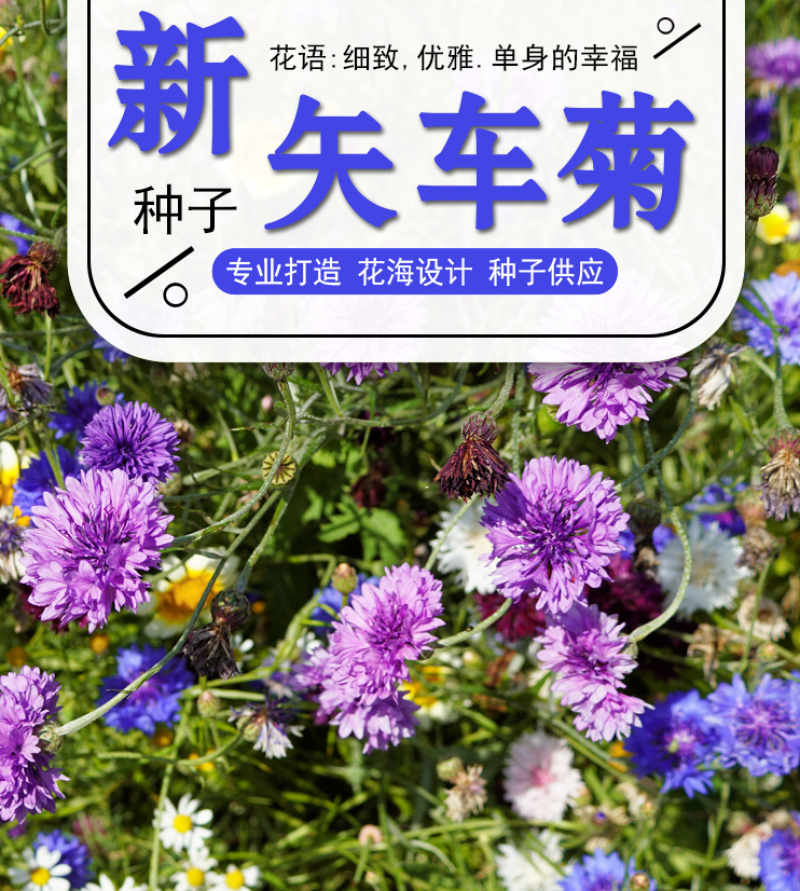 矢车菊种子花卉种子混色打造花海工程绿化野花组合