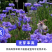 矢车菊种子花卉种子混色打造花海工程绿化野花组合