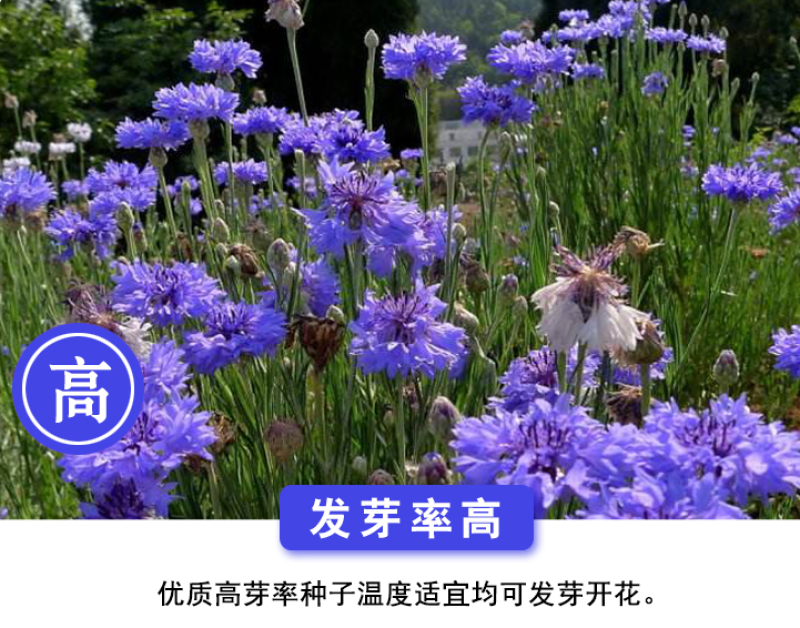 矢车菊种子花卉种子混色打造花海工程绿化野花组合
