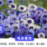 矢车菊种子花卉种子混色打造花海工程绿化野花组合