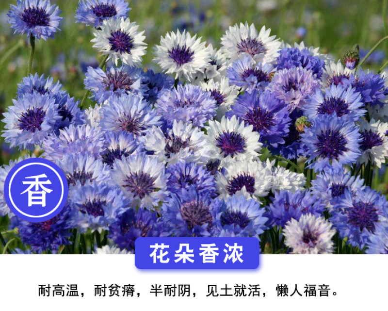 矢车菊种子花卉种子混色打造花海工程绿化野花组合