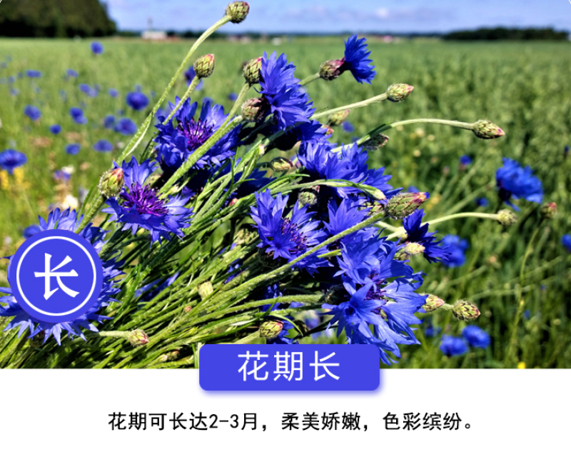 矢车菊种子花卉种子混色打造花海工程绿化野花组合