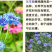 矢车菊种子花卉种子混色打造花海工程绿化野花组合