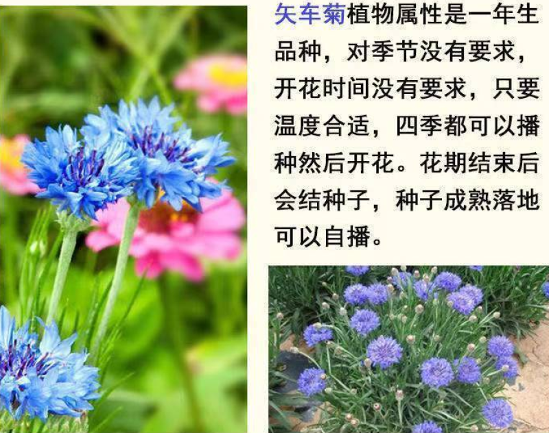 矢车菊种子花卉种子混色打造花海工程绿化野花组合