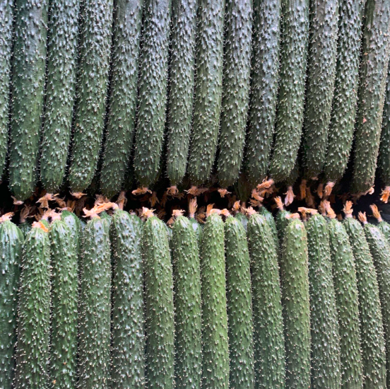 黄瓜与尿酸代谢关系图