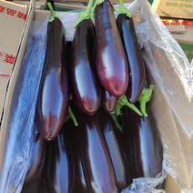 辽宁绥中绿库紫茄子，条好，特别直产地大量供应。