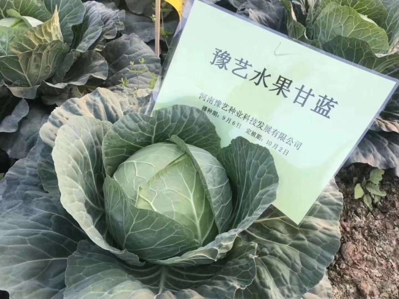 豫艺水果甘蓝种子囗感好球形扁圆整齐一致亩产12000斤效