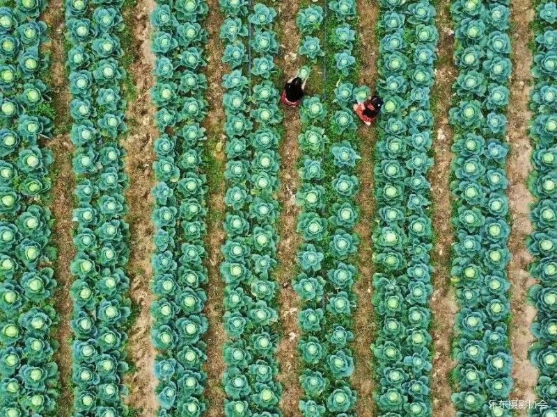豫艺水果甘蓝种子囗感好球形扁圆整齐一致亩产12000斤效