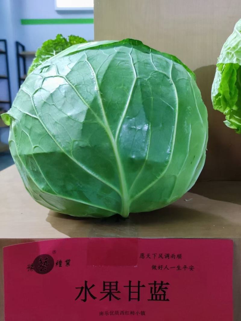 豫艺水果甘蓝种子囗感好球形扁圆整齐一致亩产12000斤效