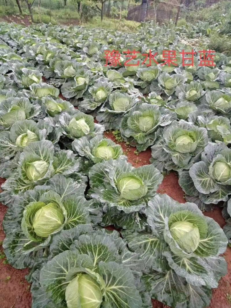 豫艺水果甘蓝种子囗感好球形扁圆整齐一致亩产12000斤效