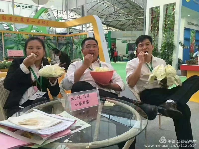 豫艺水果甘蓝种子囗感好球形扁圆整齐一致亩产12000斤效