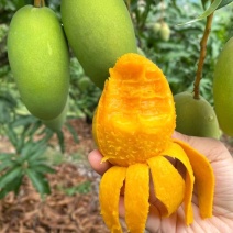 云南芒果台芒贵妃芒金煌芒鹰嘴芒苹果芒大量供应欢迎来电