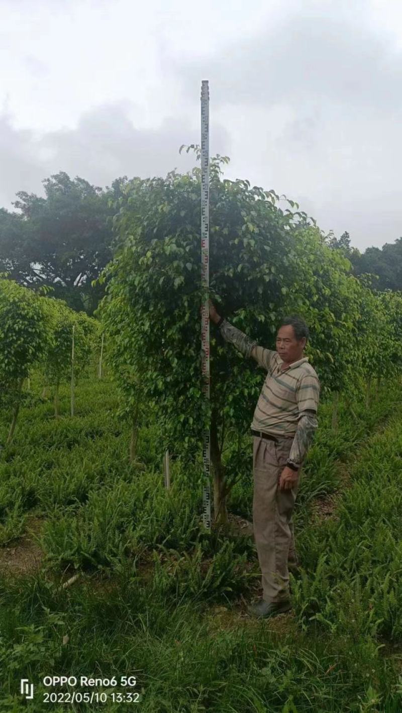 市政货垂叶蓉