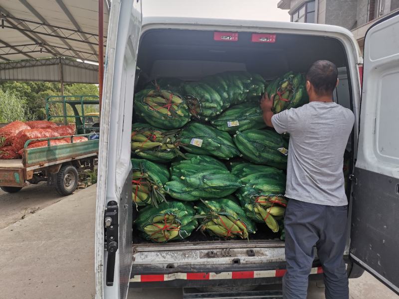 慈溪西三本地玉米货拉拉发车