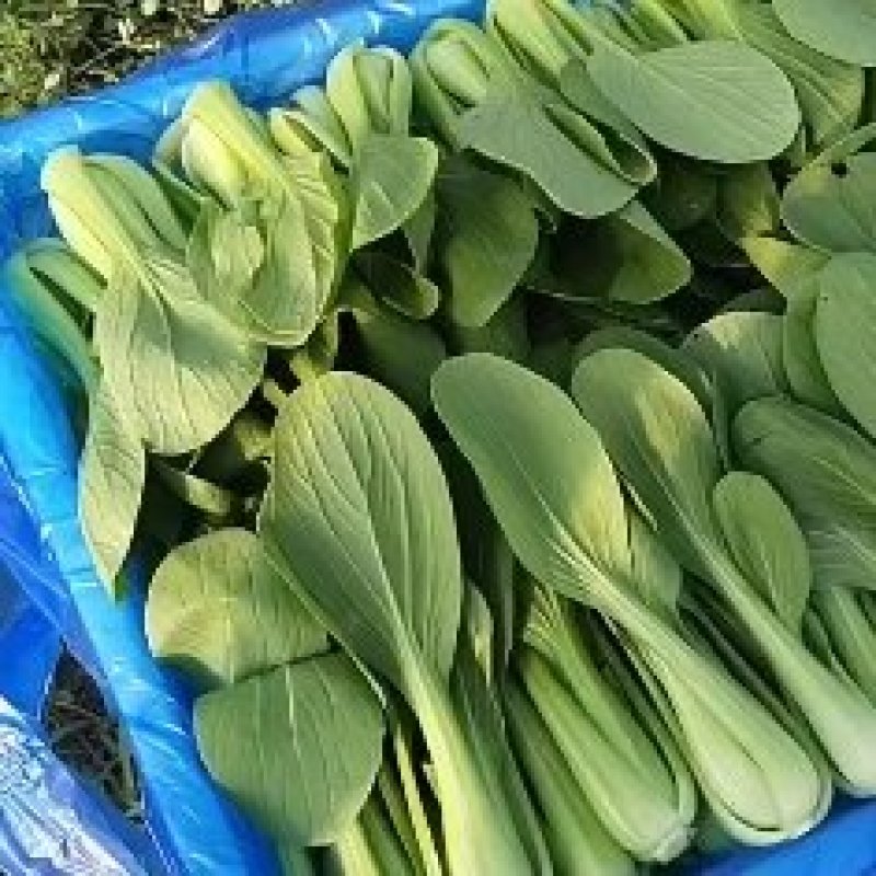 小青菜