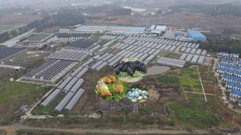 放养散养吃蔬菜土鸡五黑鸡青脚土鸡清远麻鸡东安鸡湘黄鸡三黄