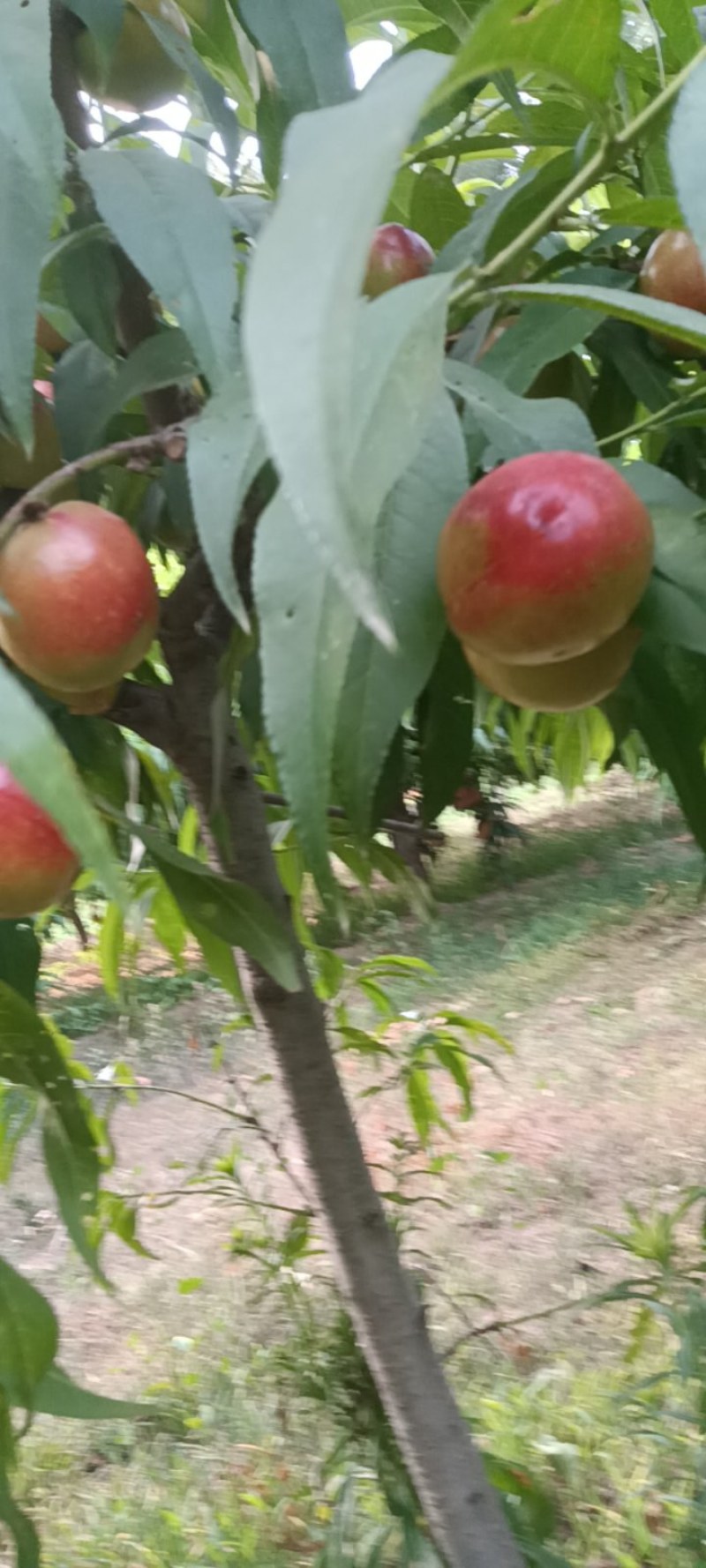 油挑