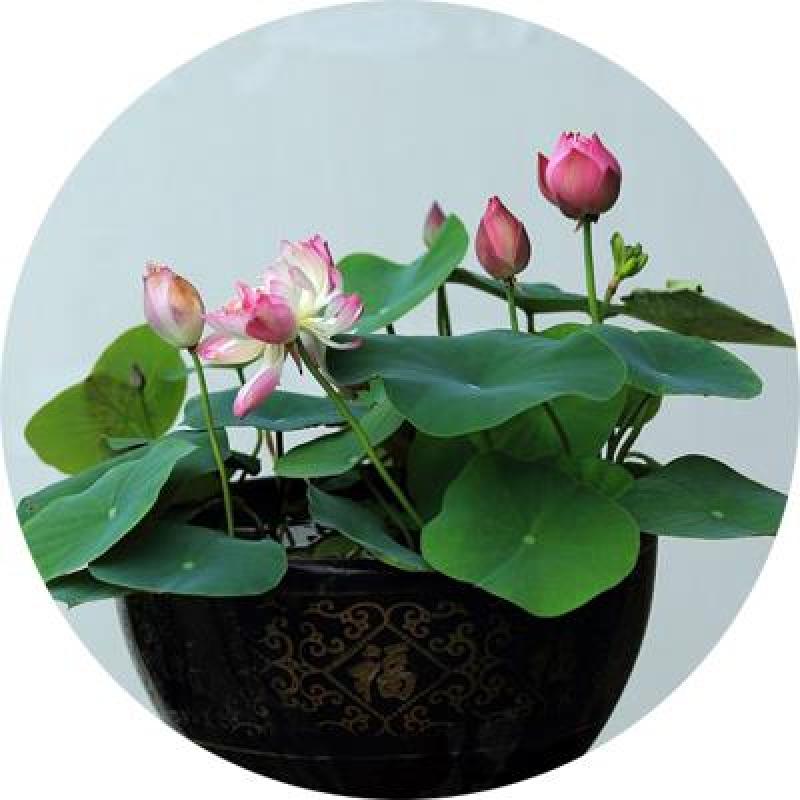 大型荷花种子池塘水养荷花四季莲藕室外盆栽莲花花籽观赏