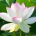 大型荷花种子池塘水养荷花四季莲藕室外盆栽莲花花籽观赏