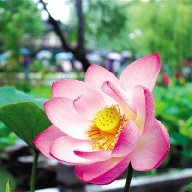 大型荷花种子池塘水养荷花四季莲藕室外盆栽莲花花籽观赏