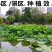 大型荷花种子池塘水养荷花四季莲藕室外盆栽莲花花籽观赏