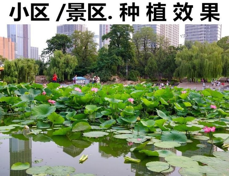 大型荷花种子池塘水养荷花四季莲藕室外盆栽莲花花籽观赏