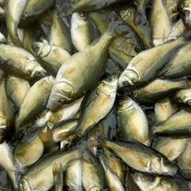 本养殖场以水库养殖各种淡水鱼长期提供下塘养殖垂钩欢迎光临