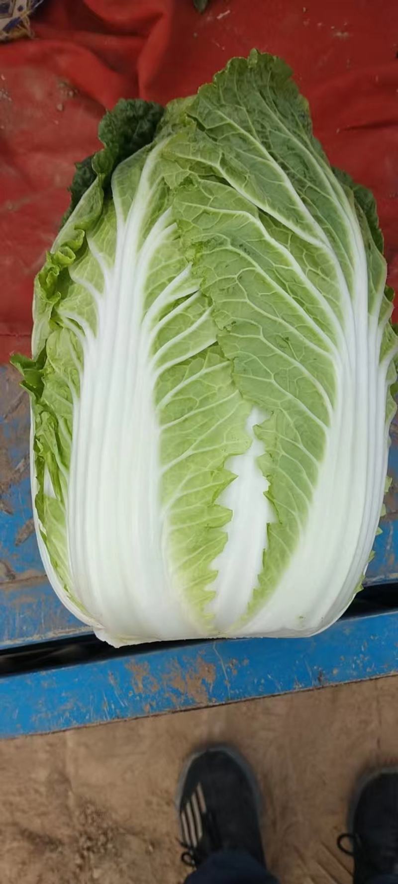 黄心大白菜，新春一号大量上市，价格美丽，质量好需要的骚扰