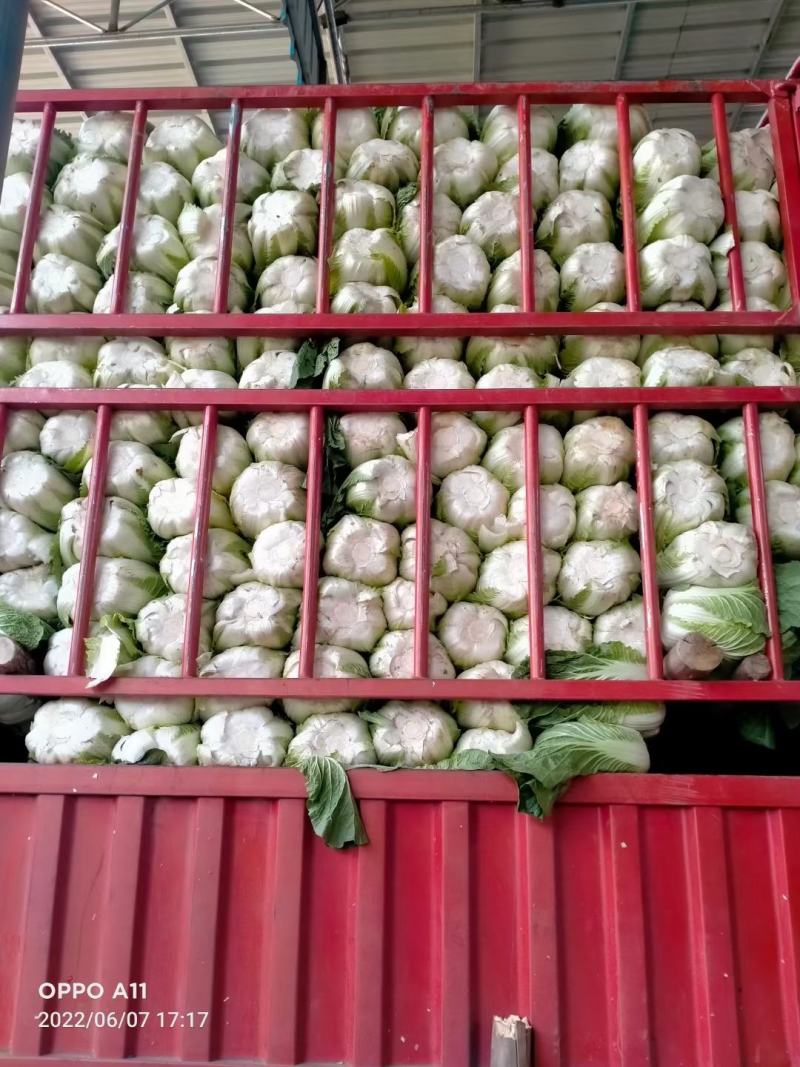 黄心大白菜，新春一号大量上市，价格美丽，质量好需要的骚扰