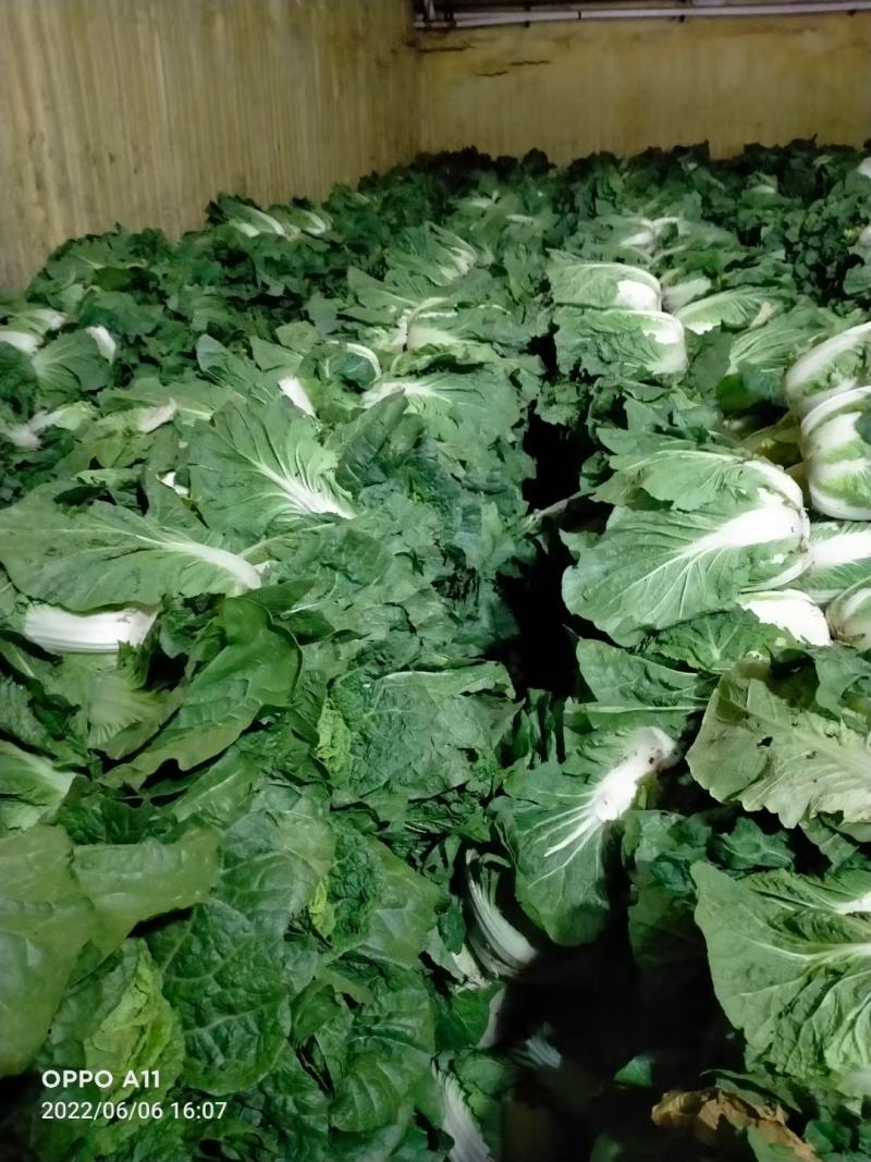 黄心大白菜，新春一号大量上市，价格美丽，质量好需要的骚扰