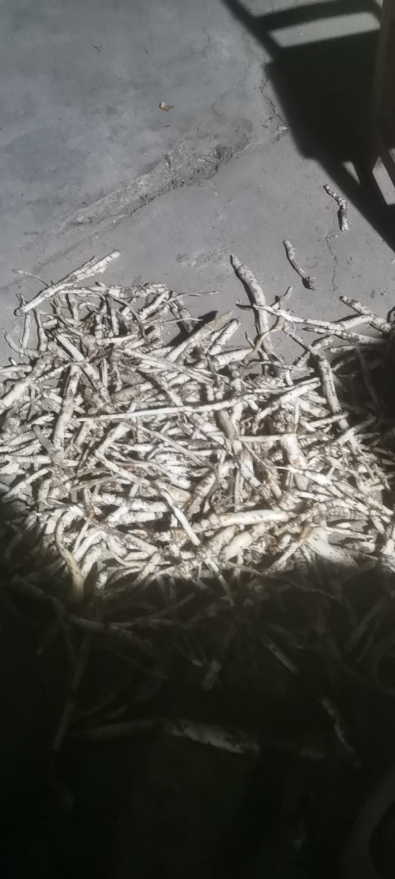 刮皮南沙参
