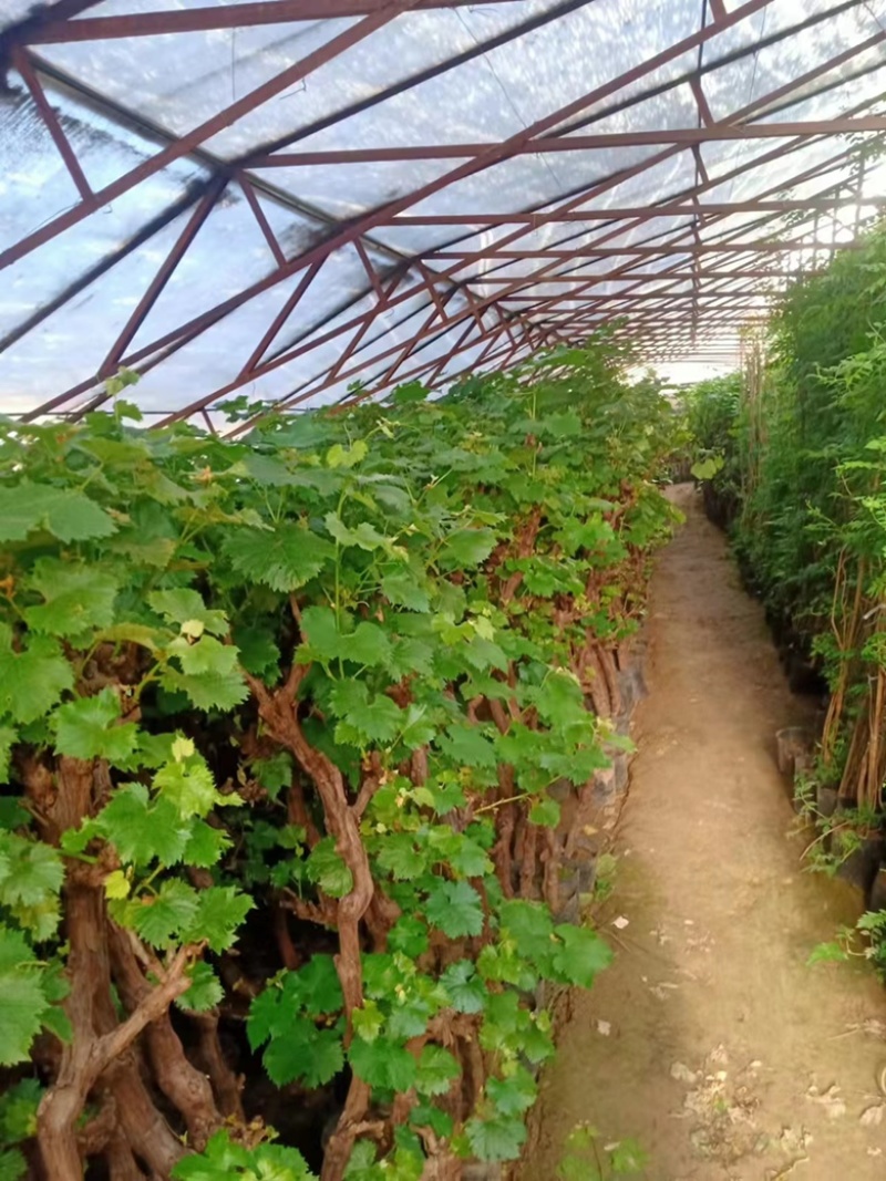 葡萄苗阳光玫瑰树苗葡萄树苗特大爬藤南方北方种植无核宝石