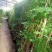 葡萄苗阳光玫瑰树苗葡萄树苗特大爬藤南方北方种植无核宝石