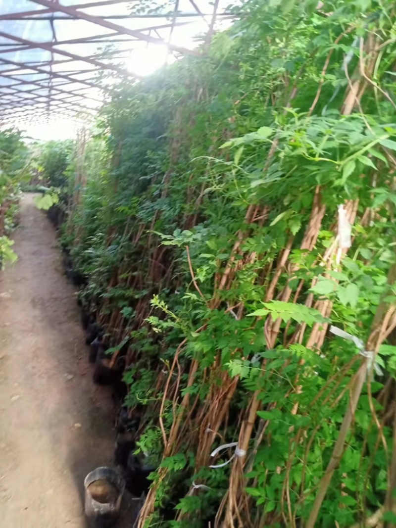 葡萄苗阳光玫瑰树苗葡萄树苗特大爬藤南方北方种植无核宝石