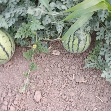 天津京欣西瓜一手货源货源充足