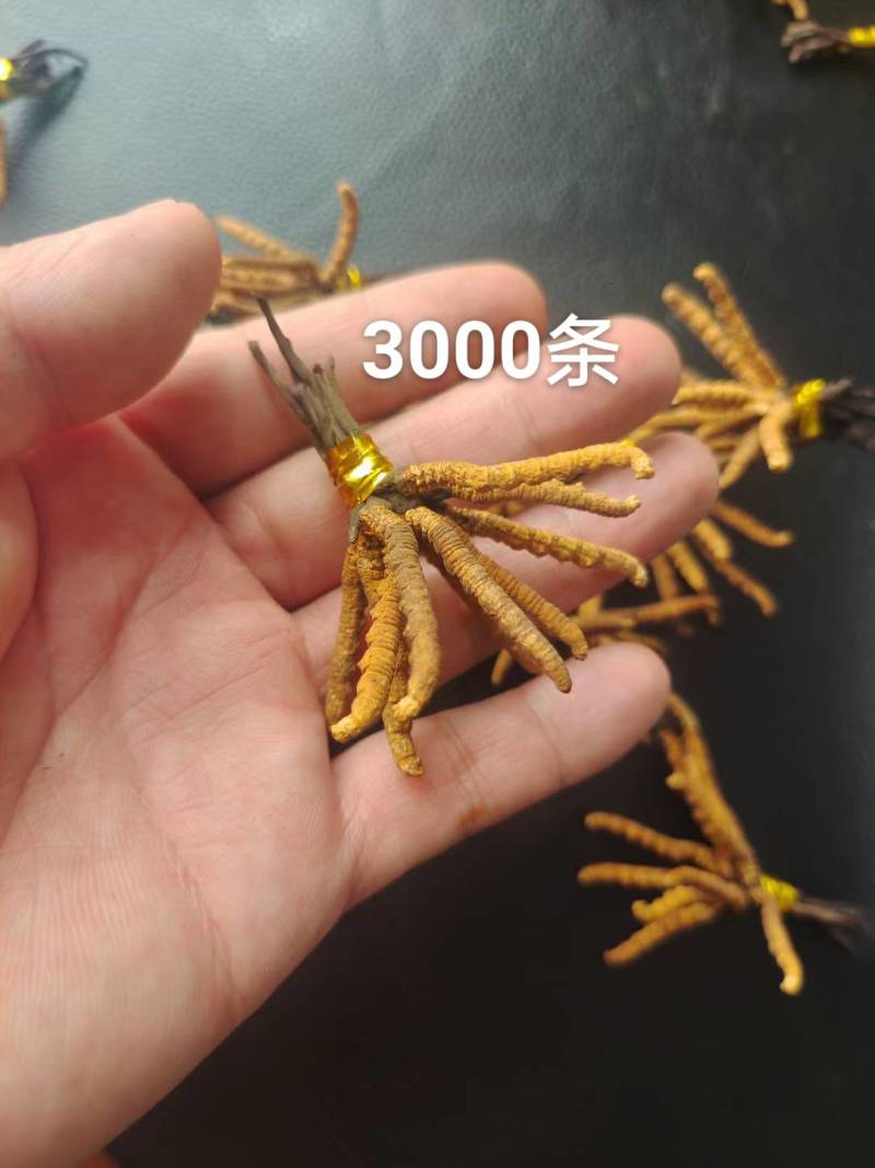虫草那曲头期新干虫草经济实惠6根一克适合家庭的一款虫草